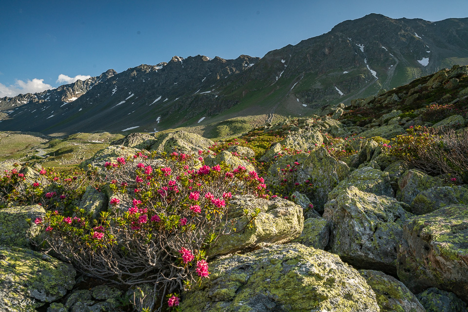 Alpenrosen blühen am Flüelapass vor majestätischen Bergen im Alpsommer Graubündens Schweiz Jan Geerk Fotograf Basel