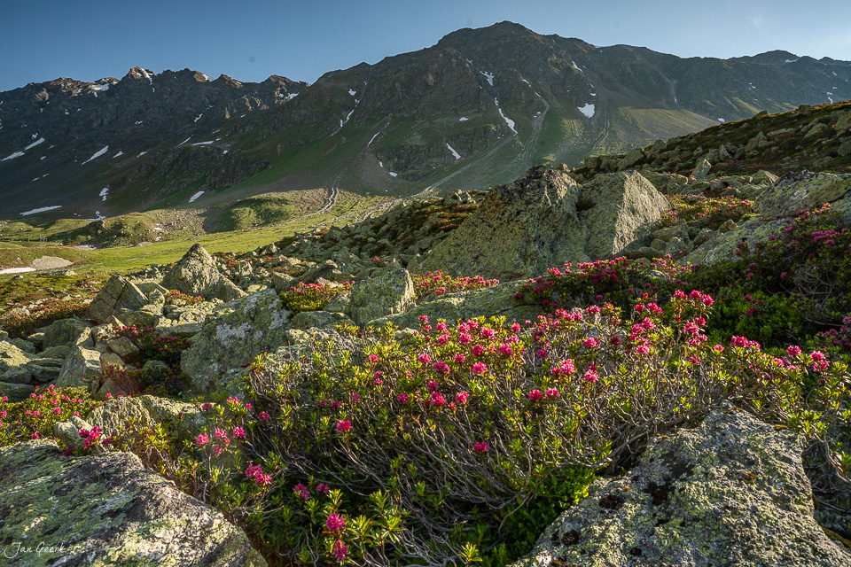 Alpenrosen blühen am Flüelapass mit Bergpanorama im Hintergrund, Alpsommer in Graubünden Schweiz – Jan Geerk Fotograf Basel