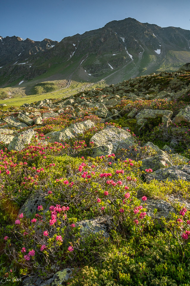 Alpenrosen und Berglandschaft am Flüelapass im Sommer, Graubünden Schweiz – Jan Geerk Fotograf Basel