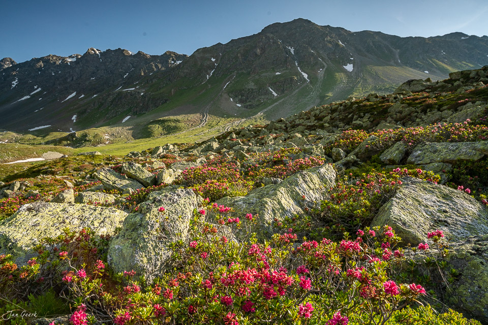 Alpenrosen blühen am Flüelapass mit Bergpanorama im Sommer, Graubünden Schweiz – Jan Geerk Fotograf Basel