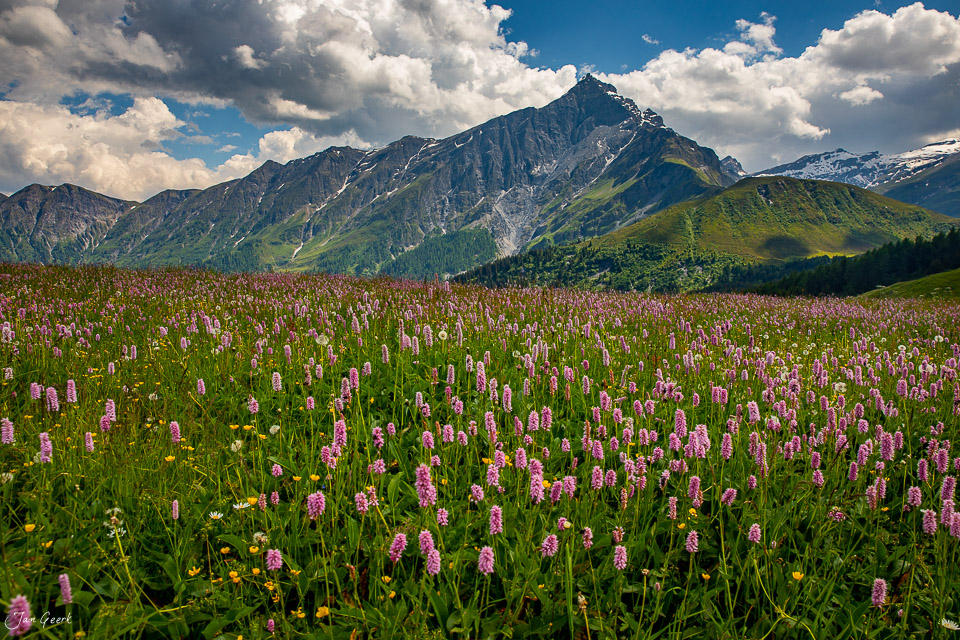 Alpenmädchen Blütenfeld mit Piz Beverin Berg Graubünden Schweiz Jan Geerk Fotograf Basel