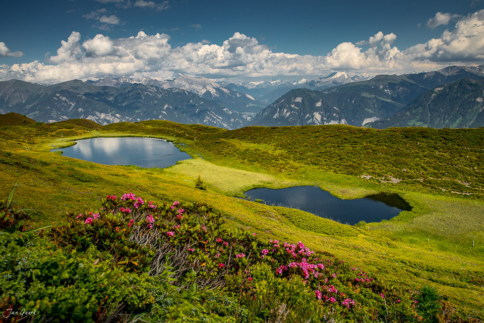Bergsee mit rosa Alpenrosen und Bergpanorama Pascuminersee Graubünden Sommer Schweiz Jan Geerk Fotograf Basel