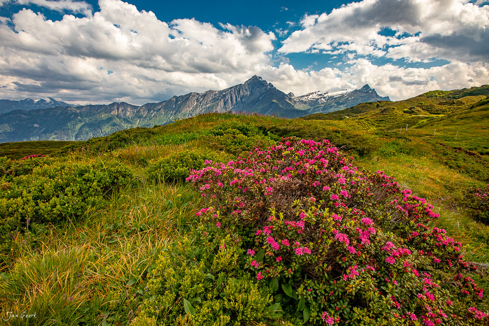 Alpenblüten am Pascuminersee mit Piz Beverin im Hintergrund, Sommer in Graubünden Schweiz – Jan Geerk Fotograf Basel