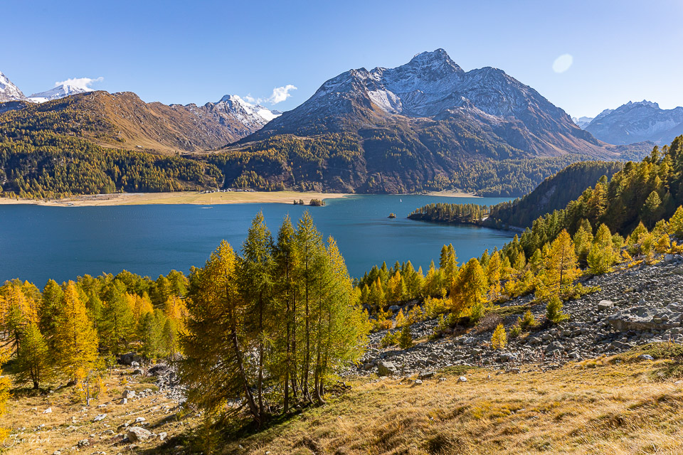 Herbstliches Alpensee-Panorama mit goldgelben Lärchen, türkisblauem Wasser und schneebedeckten Gipfeln, Engadin Graubünden Schweiz – Jan Geerk Fotograf Basel