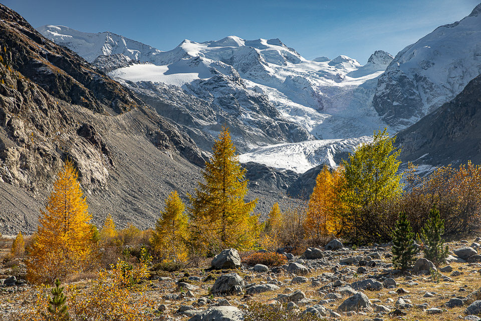 Herbstliche Lärchen am Morteratsch Gletscher mit schneebedeckten Alpen Graubünden Schweiz Jan Geerk Fotograf Basel