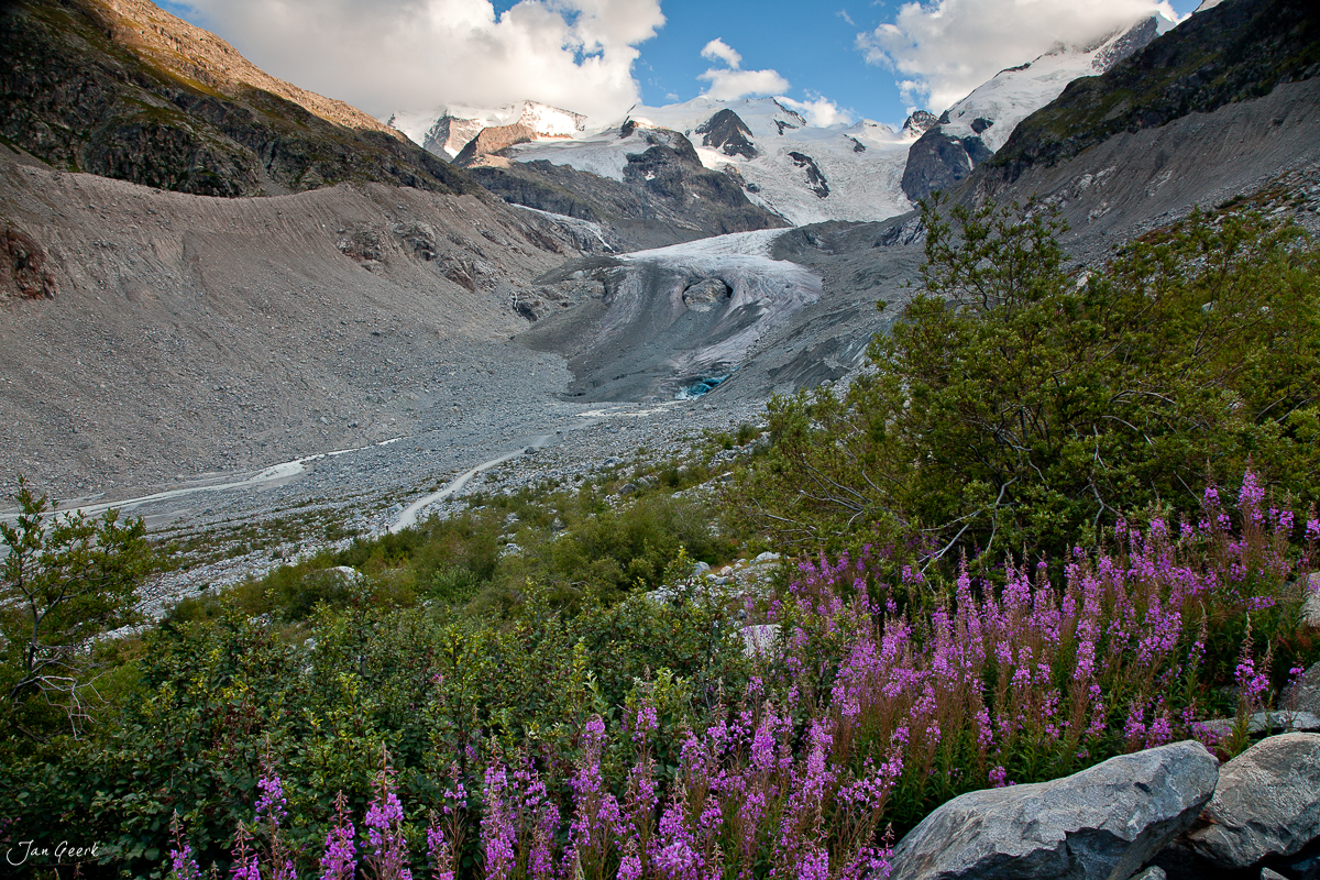 Glacier mit Blütenflora Alpenpflanzung Bergsommer Graubünden Schweiz – Jan Geerk Fotograf Basel