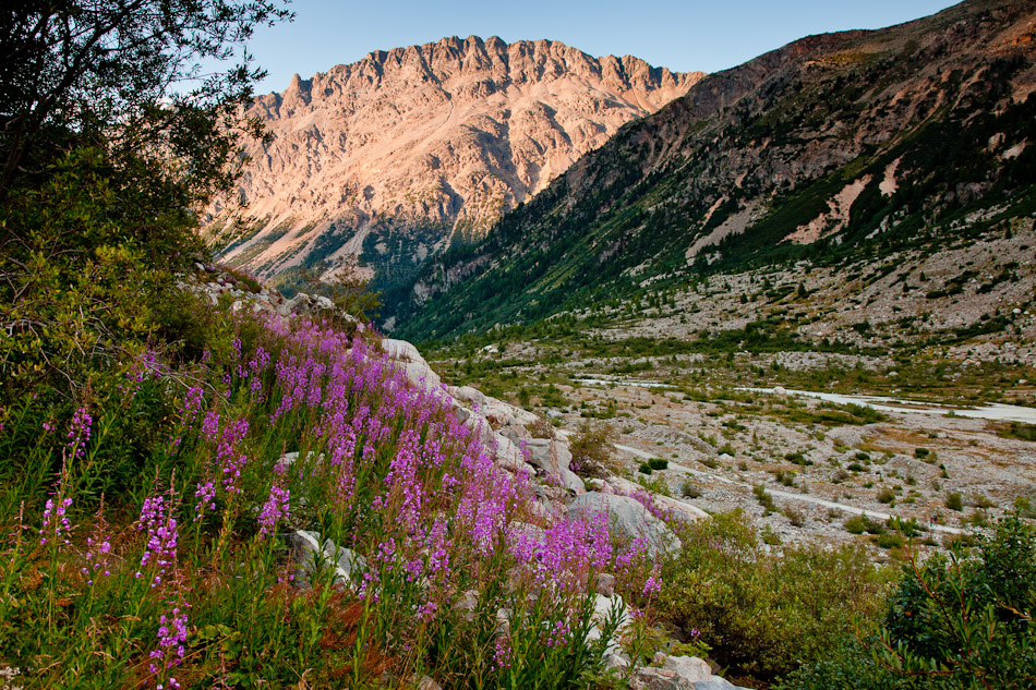 Alpine Blütenlandschaft mit magentafarbenen Blüten Gebirgstal Sommersonnenschein Graubünden Schweiz – Jan Geerk Fotograf Basel