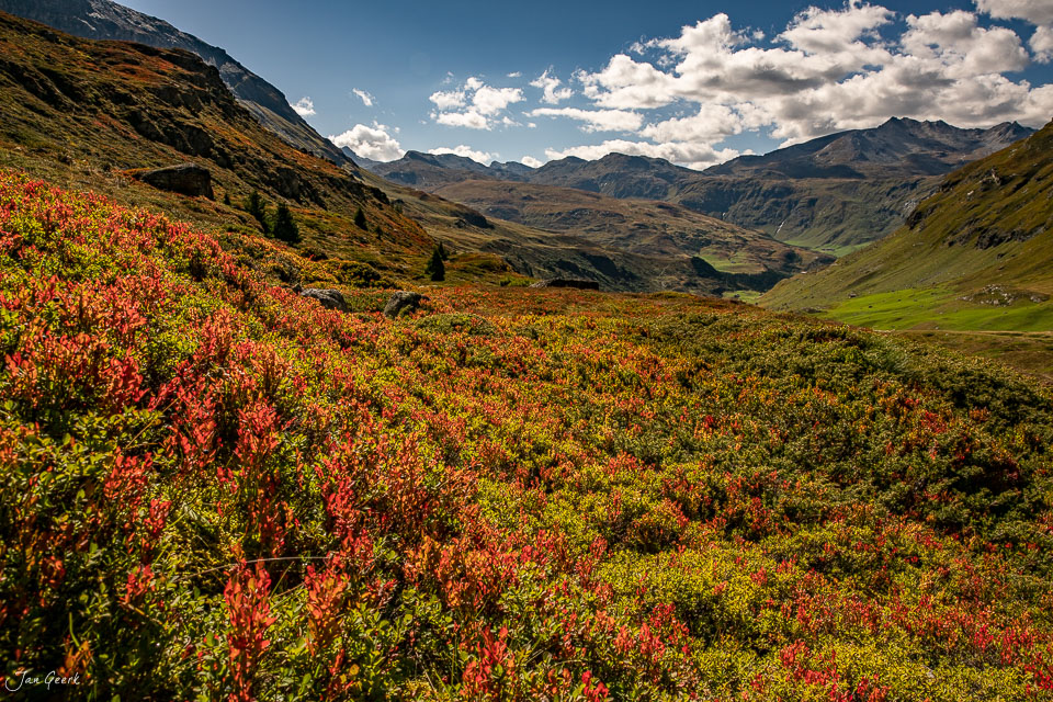 Rote Heidelbeersträucher am Julierpass mit Bergpanorama im Sommer, Graubünden Schweiz – Jan Geerk Fotograf Basel