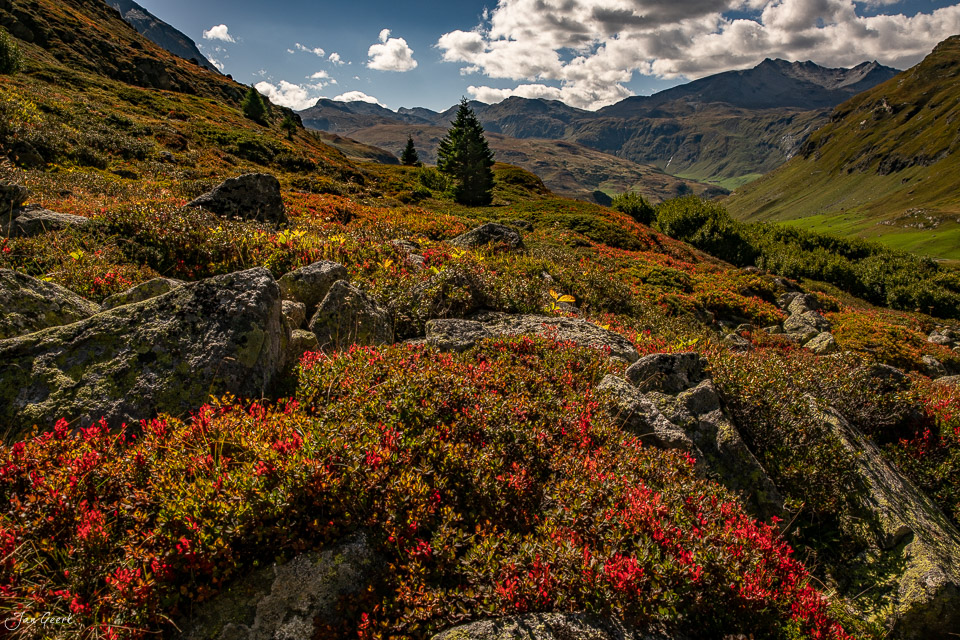 Rote Heidelbeeren und Heidesträucher am Julierpass mit Bergpanorama im Sommer, Graubünden Schweiz – Jan Geerk Fotograf Basel