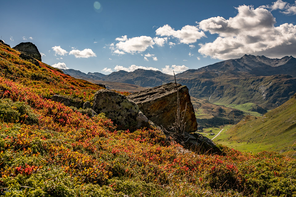 Heidelbeersträucher und Felsblock auf dem Julierpass mit Blick ins Surses-Tal, Graubünden Schweiz – Jan Geerk Fotograf Basel