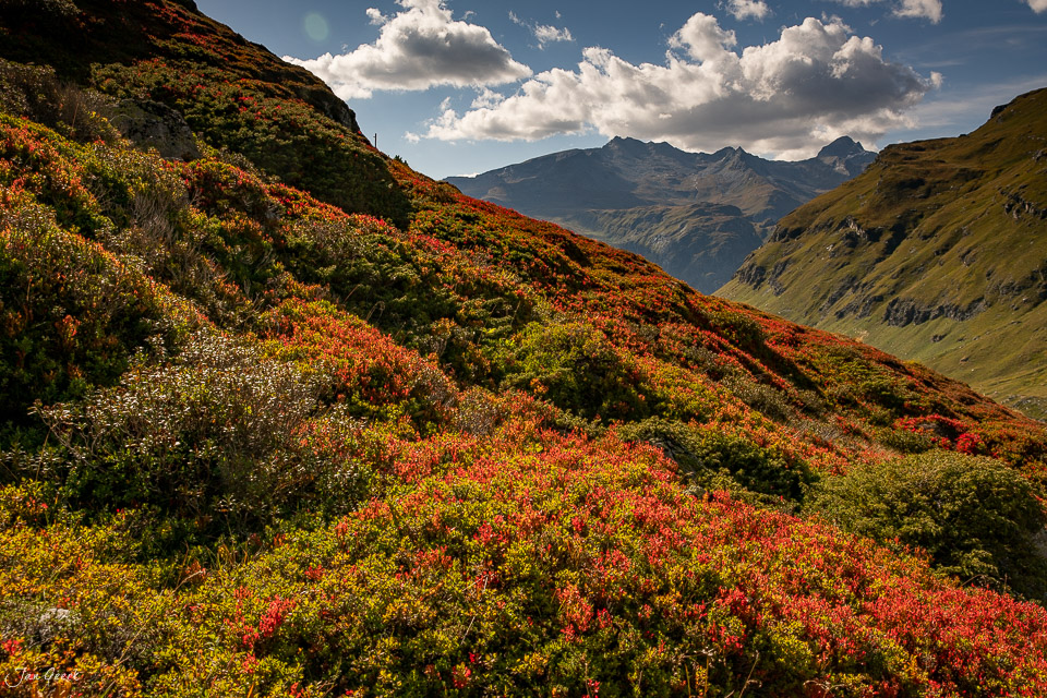 Herbstliche Heidelbeersträucher am Julierpass mit Bergpanorama und dramatischem Himmel, Graubünden Schweiz – Jan Geerk Fotograf Basel