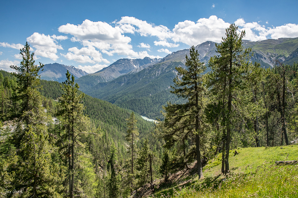 Alptal mit Lärchenwald und Bergpanorama im Unterengadin Sommer Graubünden Schweiz – Jan Geerk Fotograf Basel