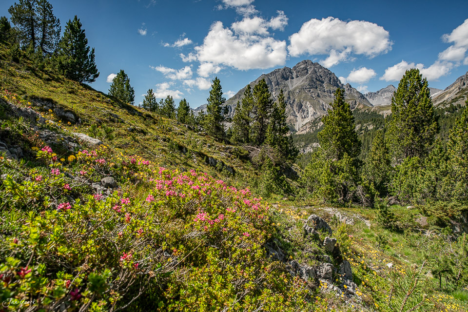 Alpenrosen und Lärchen im Flüelapass Gebirge Sommer Graubünden Schweiz Jan Geerk Fotograf Basel