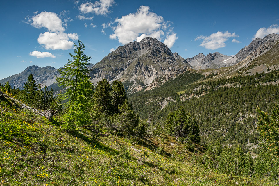 Alpiner Berghang mit Lärchen und Fichten im Engadin Sommer, Graubünden Schweiz – Jan Geerk Fotograf Basel