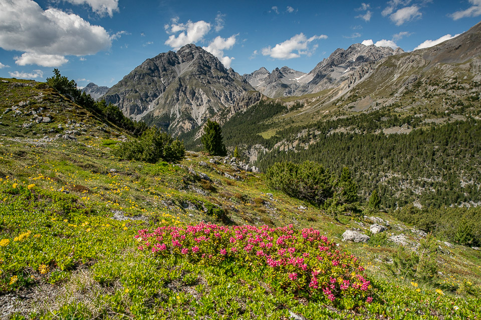 Alpenrosen und Berglandschaft im Unterengadin Sommer mit Blick auf markante Gipfel Graubünden Schweiz Jan Geerk Fotograf Basel
