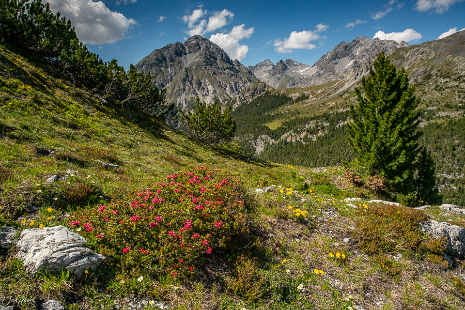 Alpenrosen blühen in der Alpsommer-Landschaft des Flüelapass mit dramatischen Bergen im Hintergrund, Graubünden Schweiz – Jan Geerk Fotograf Basel