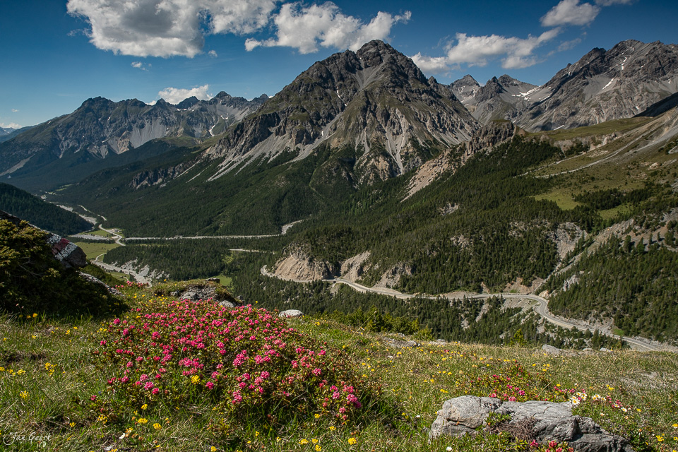 Alpenrosen und Bergpanorama im Nationalpark Engadin mit Flüelapass, Sommerlicht, Graubünden Schweiz – Jan Geerk Fotograf Basel