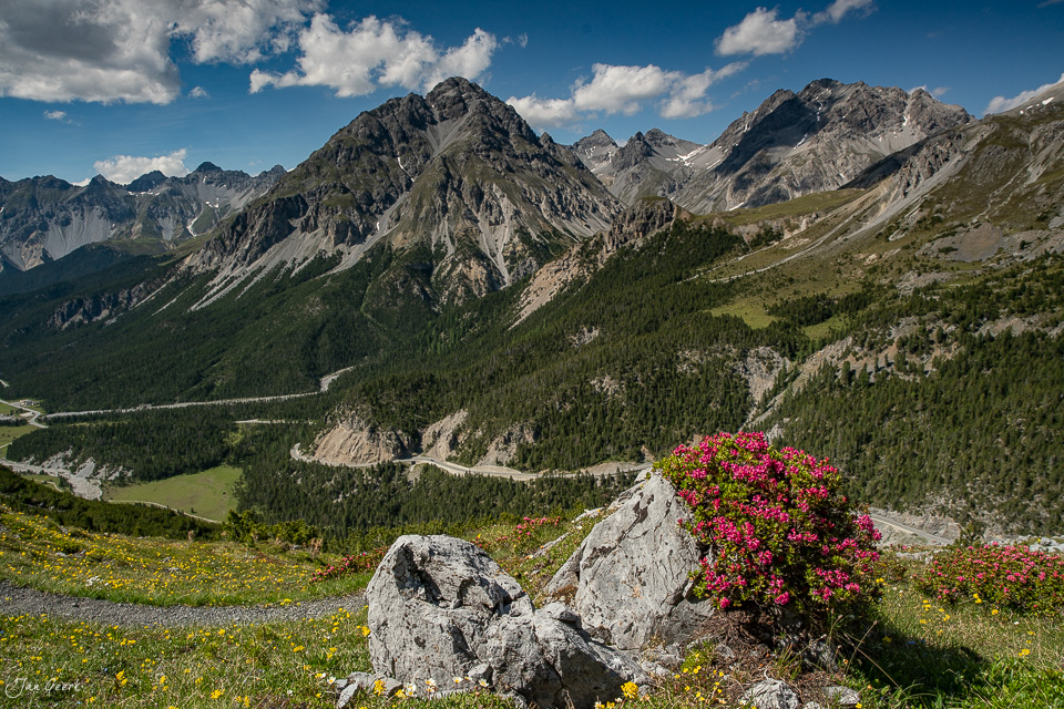 Alpenrosen und Berge im Engadin Sommer mit Blick auf Täler und Wald Graubünden Schweiz – Jan Geerk Fotograf Basel