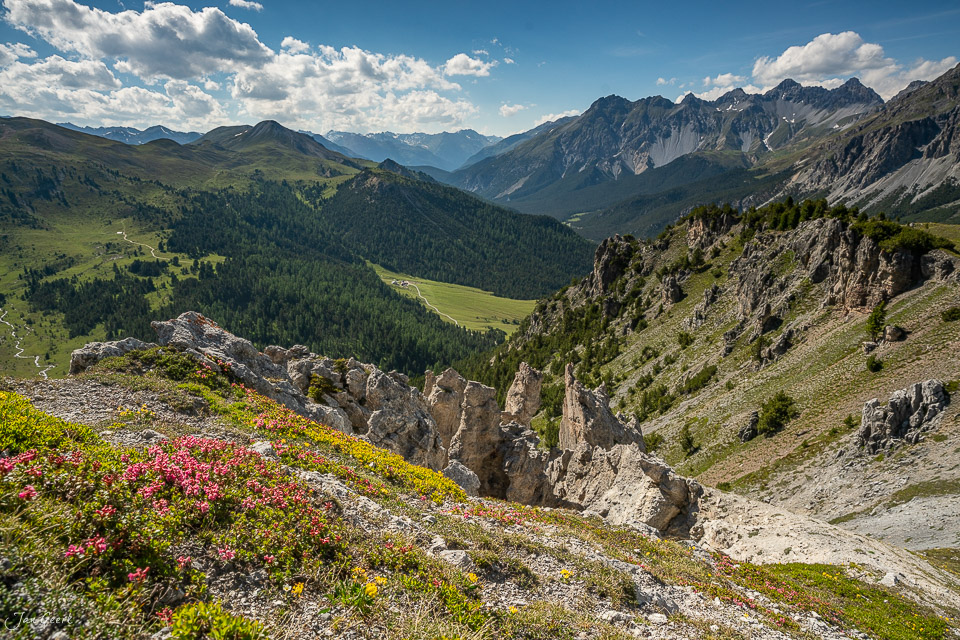 Alpenrosen und Bergpanorama im Engadin Sommer mit Blick ins Tal Graubünden Schweiz – Jan Geerk Fotograf Basel