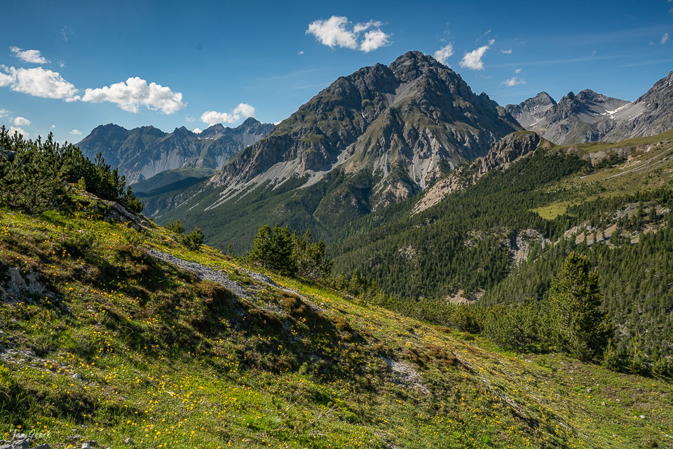 Alpensommer im Nationalpark mit Alpenrosen, Berglandschaft und Kantlicht in Graubünden Schweiz – Jan Geerk Fotograf Basel