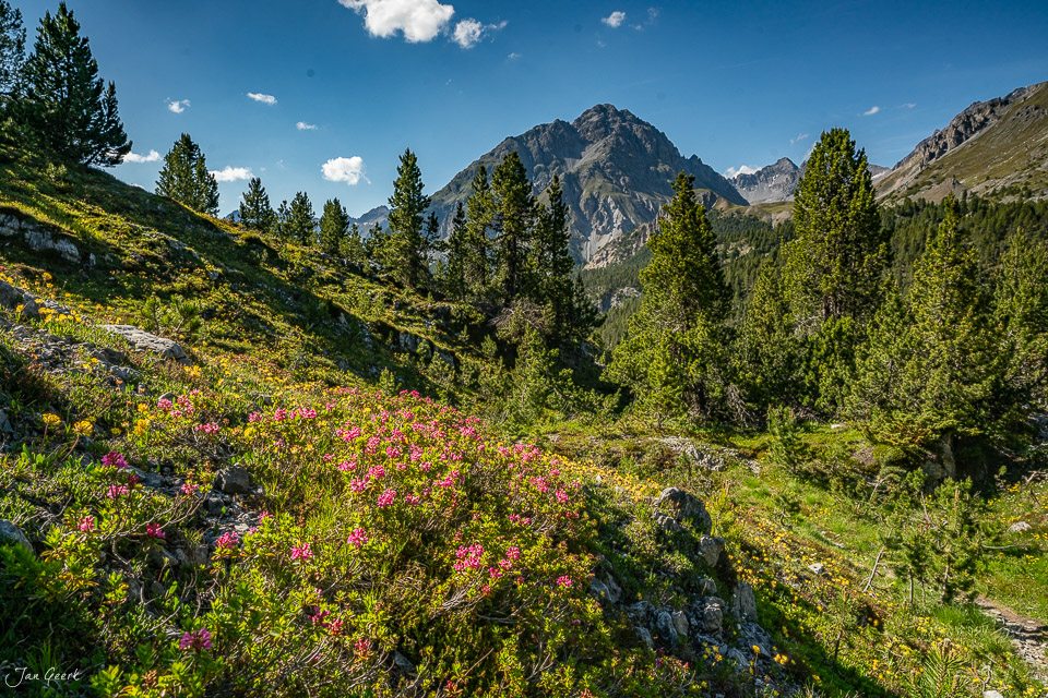 Alpenrosen in voller Blüte am Flüelapass Graubünden Sommer Schweiz – Jan Geerk Fotograf Basel