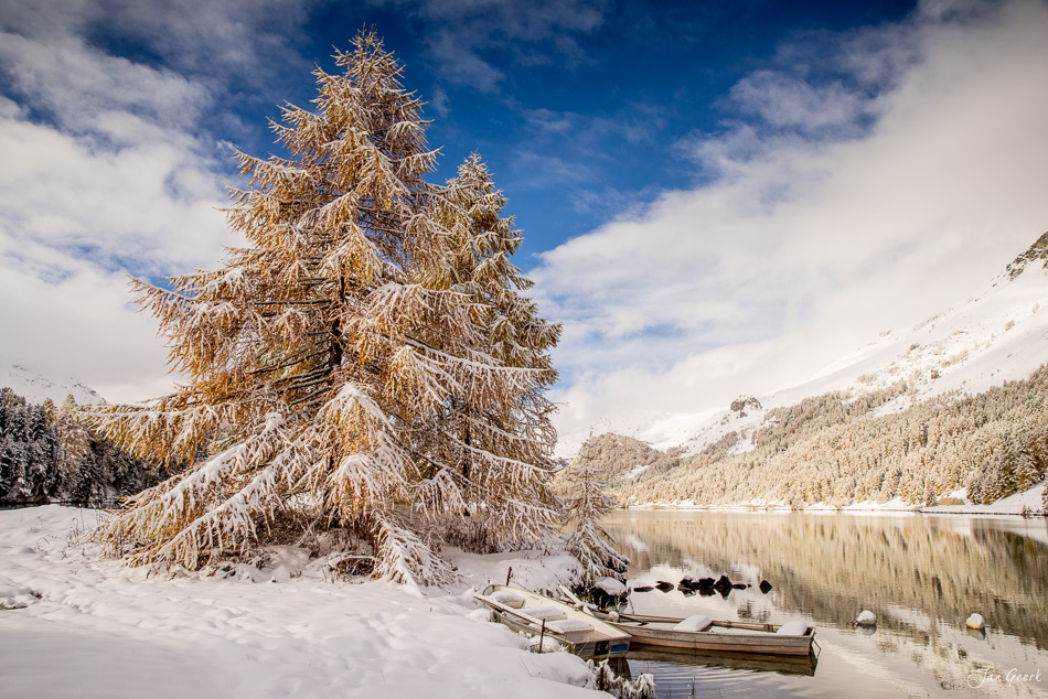 Schneebedeckte Lärche am Silsersee mit Boot im Winter, Engadin Graubünden Schweiz – Jan Geerk Fotograf Basel