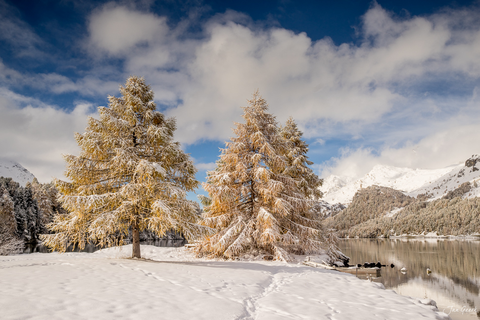 Verschneite Lärchen am Silsersee mit verschneiten Bergen, Winterlandschaft Engadin Graubünden Schweiz – Jan Geerk Fotograf Basel