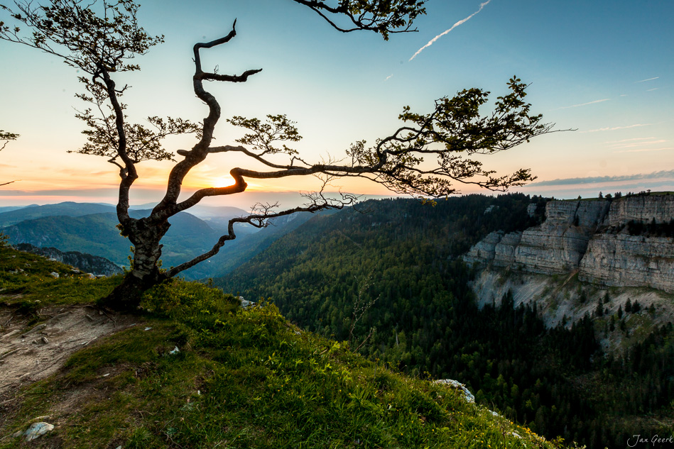 Knorriger Baum Felsabbruch Sonnenaufgang Jura Schweiz – Jan Geerk Fotograf Basel