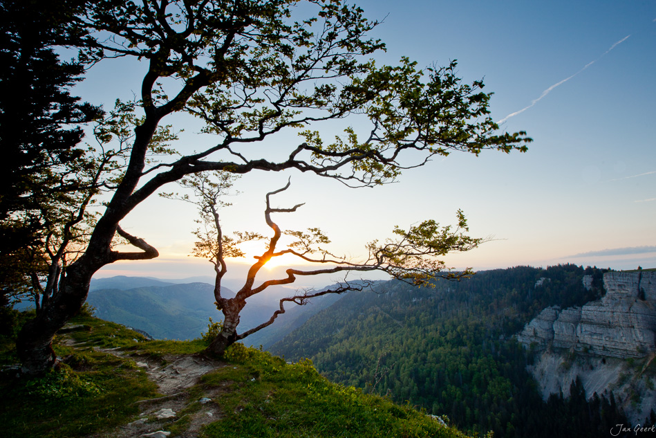 Knorriger Baum Creux Jura Sonnenaufgang Berglandschaft Schweiz Jan Geerk Fotograf Basel
