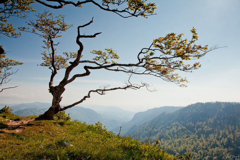 Bizarrer Baum Creux Jura Tal Sommermorgen Schweiz Jan Geerk Fotograf Basel