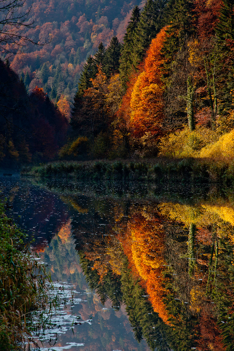 Doubs Fluss Herbstwald Spiegelung Morgenlicht Jura Schweiz Jan Geerk Fotograf Basel