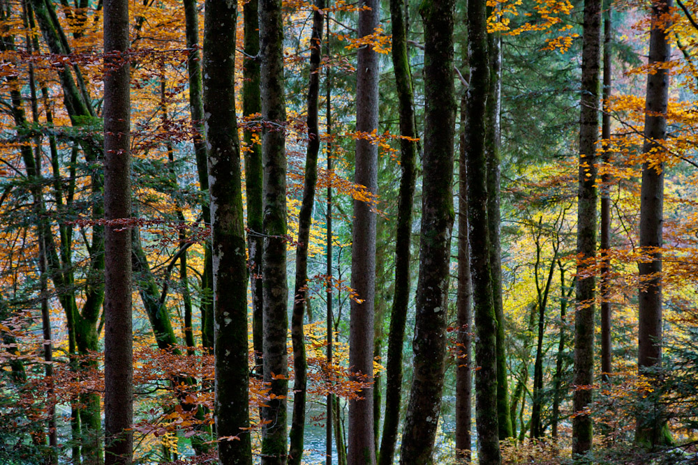 Herbstwald mit Laubfärbung Doubs Theusserettes Jura Schweiz – Jan Geerk Fotograf Basel