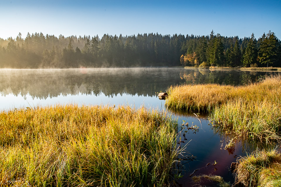 Seeufer mit Röhricht und Nadelwald am Étang de la Gruère im Jura, Herbstlicht, Schweiz – Jan Geerk Fotograf Basel
