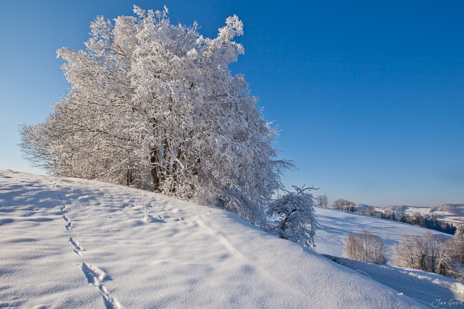 Raureif Baum Schnee Franches-Montagnes Jura Schweiz Sonnenaufgang Winter Jan Geerk Fotograf Basel