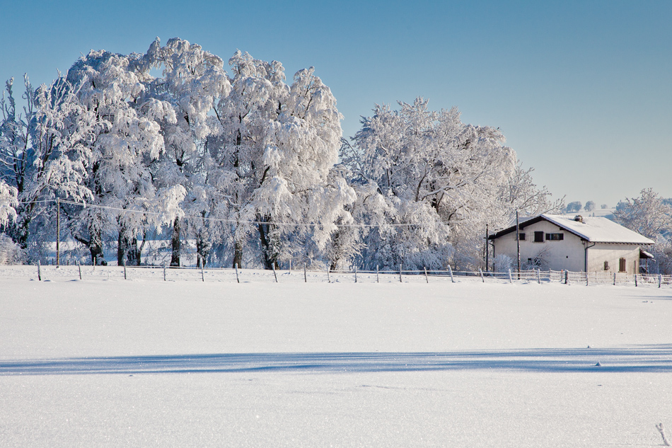 Schneebedeckte Pappelallee Franches-Montagnes Winterlandschaft Jura Schweiz Jan Geerk Fotograf Basel