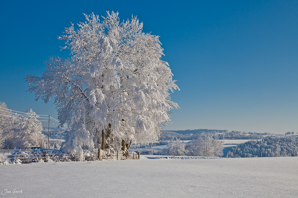 Raureif bedeckter Baum Franches Montagnes Winterlandschaft Schnee Jura Schweiz Jan Geerk Fotograf Basel