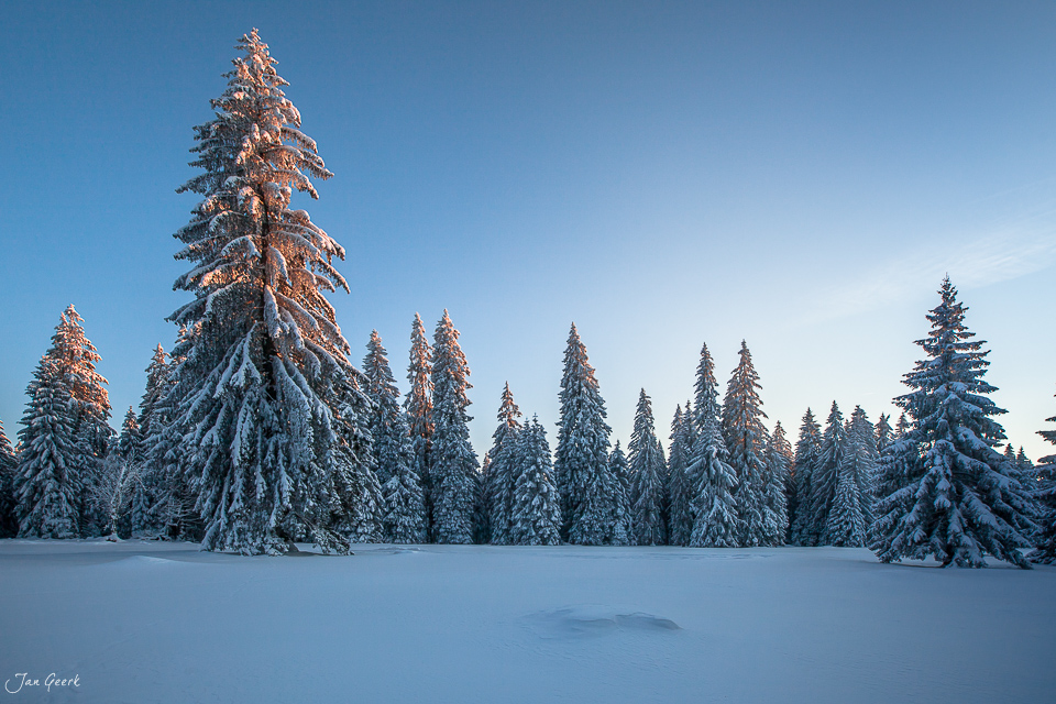 Schneebedeckter Fichtenwald Franches Montagnes Wintermorgen Jura Schweiz – Jan Geerk Fotograf Basel
