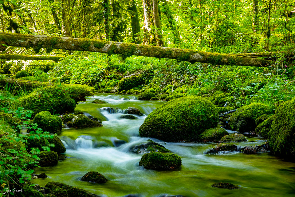 Moosbedeckter Bach in den Gorges de Pichoux mit Frühlingslicht und dichtem Wald, Jura Schweiz – Jan Geerk Fotograf Basel
