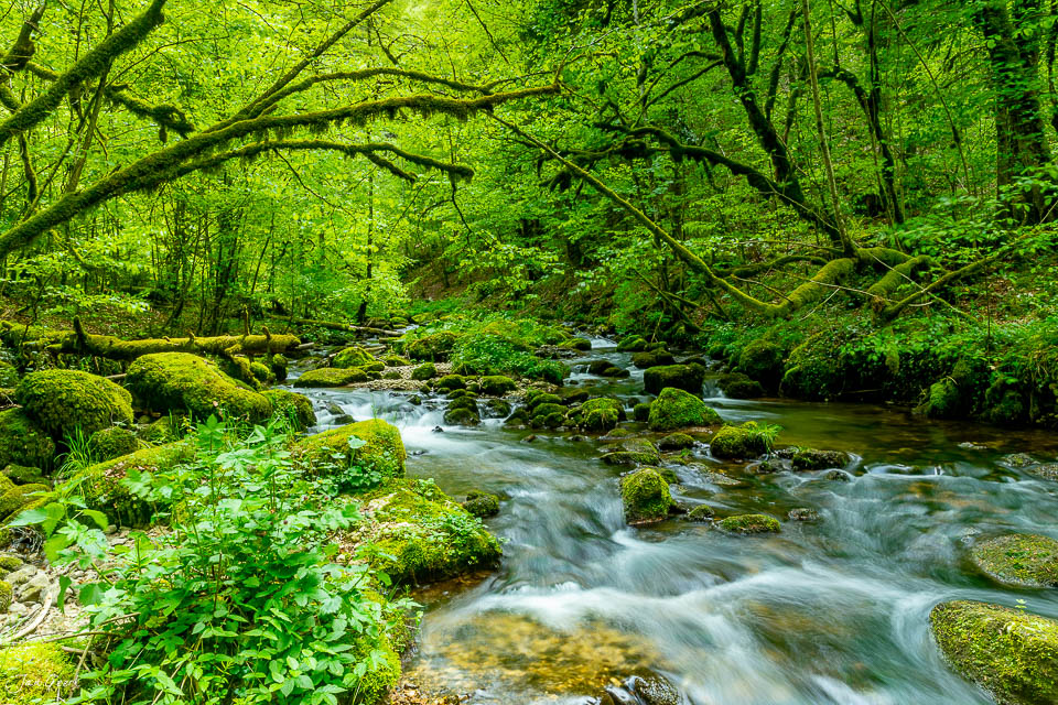 Moosiger Bach in den Gorges de Pichoux im Frühling, üppig grüner Wald mit Flusslauf, Jura Schweiz – Jan Geerk Fotograf Basel