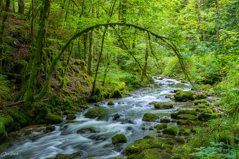 Moosbedeckter Bachlauf in der Pichoux Schlucht mit dichtem Waldbestand und grünem Kantlicht im Frühling Jura Schweiz – Jan Geerk Fotograf Basel