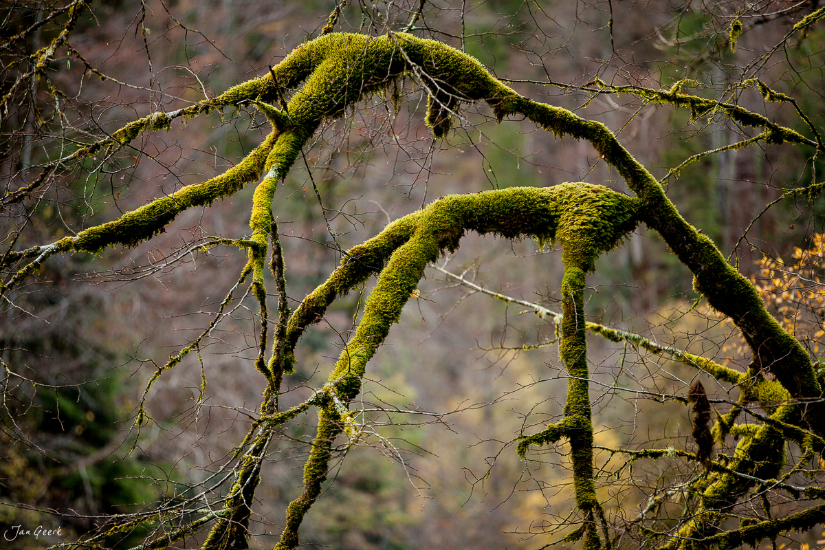 Moosbedeckte Äste im Goumois Herbstwald mit diffusem Licht, Jura Schweiz – Jan Geerk Fotograf Basel