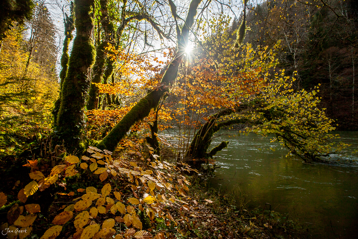 Herbstliche Flusslandschaft im Goumois mit moosigen Bäumen und goldenem Laub an der Doubs, Jura Schweiz – Jan Geerk Fotograf Basel