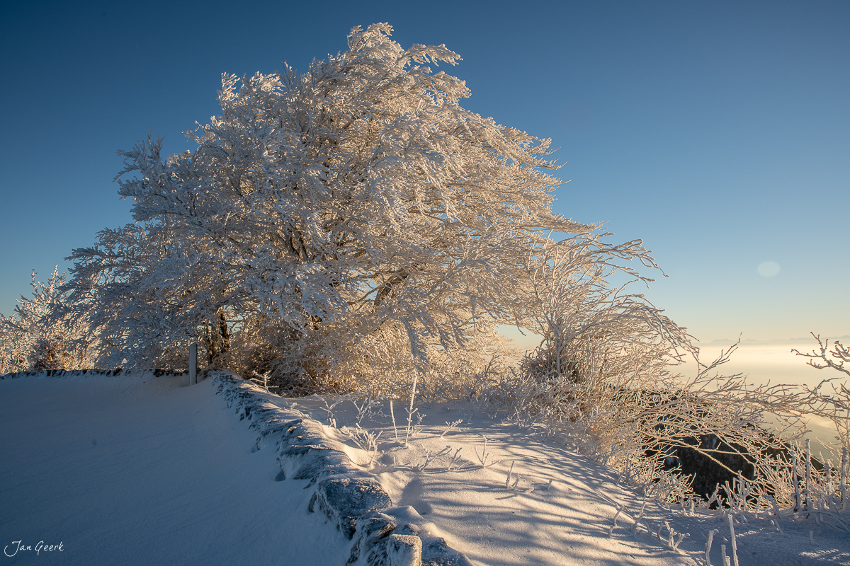 Raureif-bedeckte Bäume am Grenchenberg bei Sonnenaufgang im Winter, Jura Solothurn Schweiz – Jan Geerk Fotograf Basel