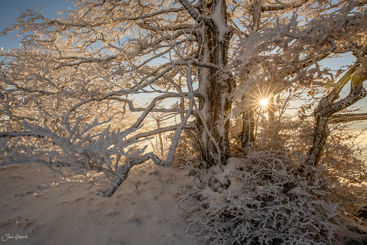 Raureif-bedeckte Bäume am Grenchenberg bei Sonnenaufgang im Winter, Solothurn Jura Schweiz – Jan Geerk Fotograf Basel