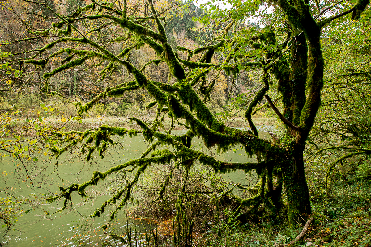 Moosbedeckte Äste über grünem Wasser im Jura Herbstlandschaft Schweiz – Jan Geerk Fotograf Basel
