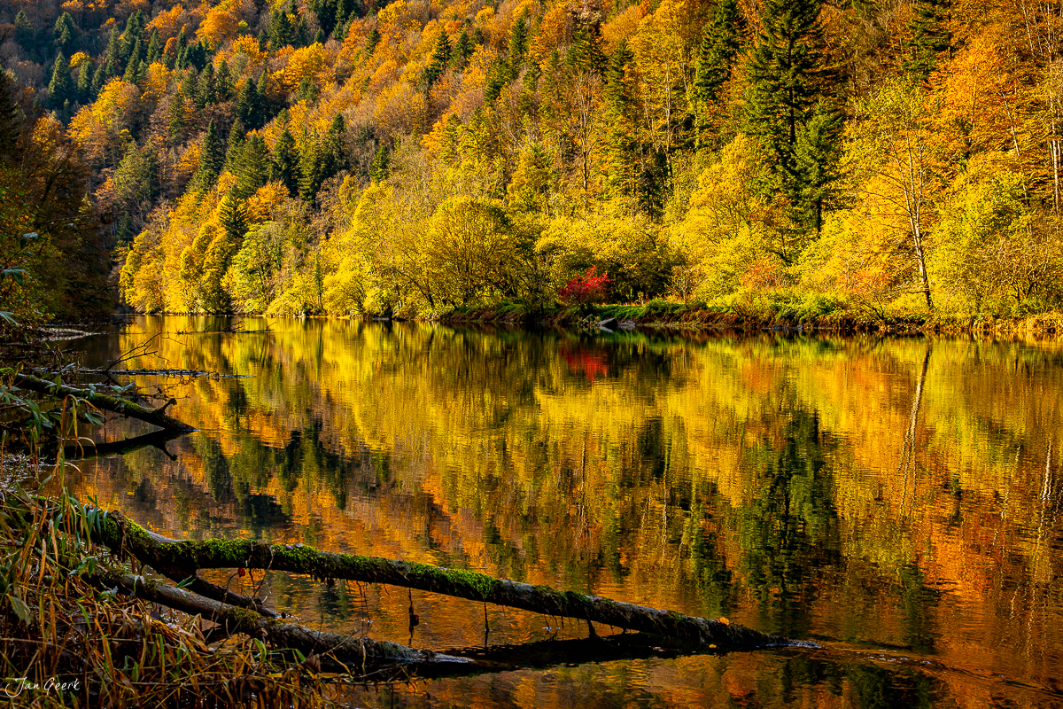 Herbstwald spiegelt sich im Doubs See während goldener Morgenlicht Stimmung Jura Schweiz Jan Geerk Fotograf Basel