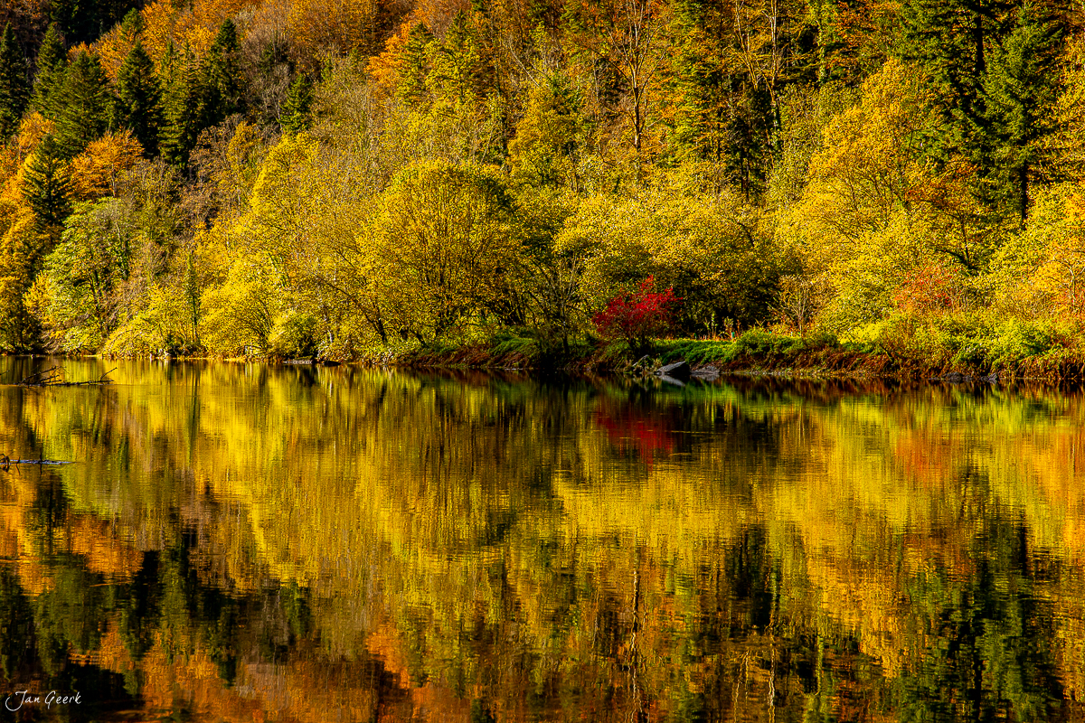 Herbstliche Waldspiegelung am Doubs Fluss im Jura mit goldenen Laubfarben und Morgenlicht, Schweiz – Jan Geerk Fotograf Basel