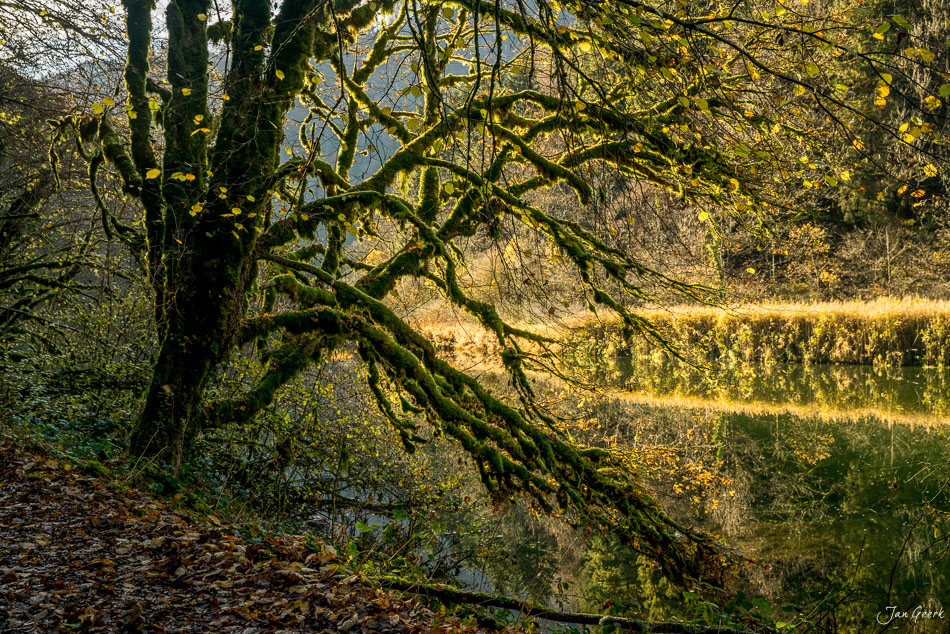 Moosbedeckter Baum am Doubs mit Herbstlicht und Spiegelung im Wasser Jura Schweiz – Jan Geerk Fotograf Basel