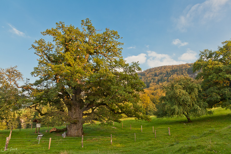Alte Eiche Chatillon Soyhieres Herbst Jura Schweiz Jan Geerk Fotograf Basel