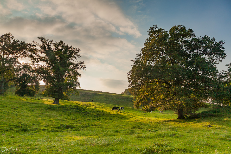 Weidekühe unter alten Eichen Chatillon Soyhières Herbstlicht Jura Schweiz Jan Geerk Fotograf Basel